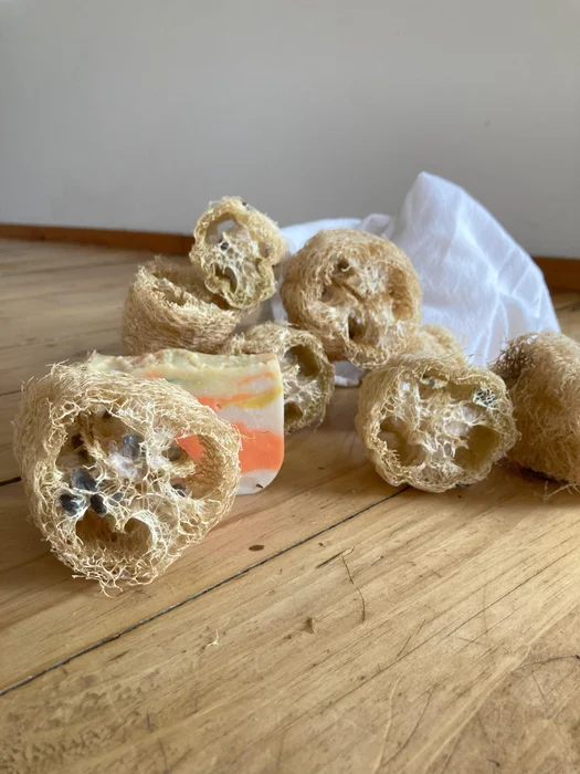 زراعة نبات اللوف للحصول على إسفنجات تنظيف قابلة للتحلل وصديقة للبيئة