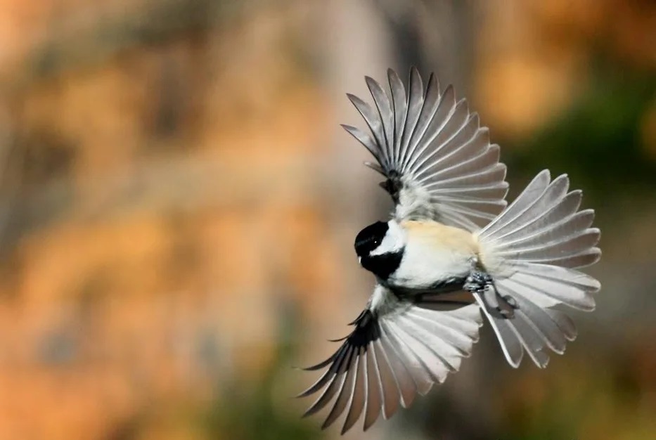 كيفية تصوير الطيور أثناء طيرانها بطريقة سهلة