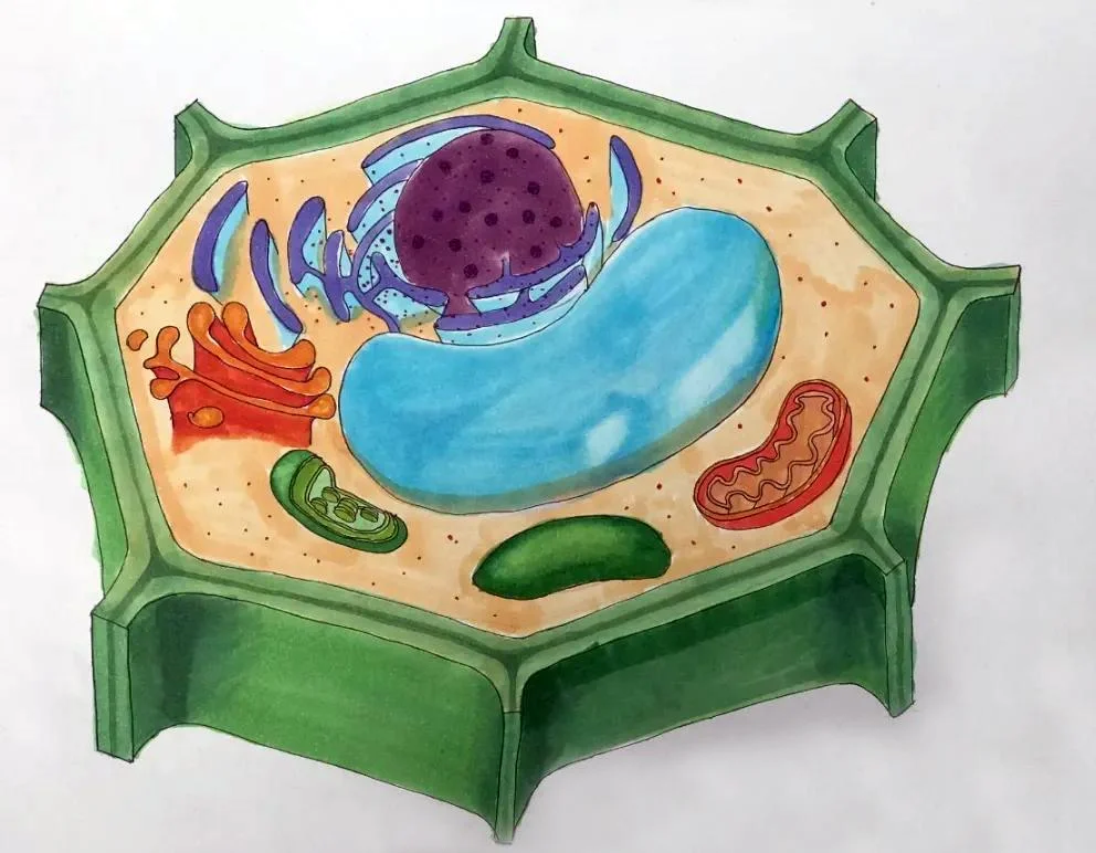 صنع نموذج تعليمي للخلية من مواد معاد تدويرها