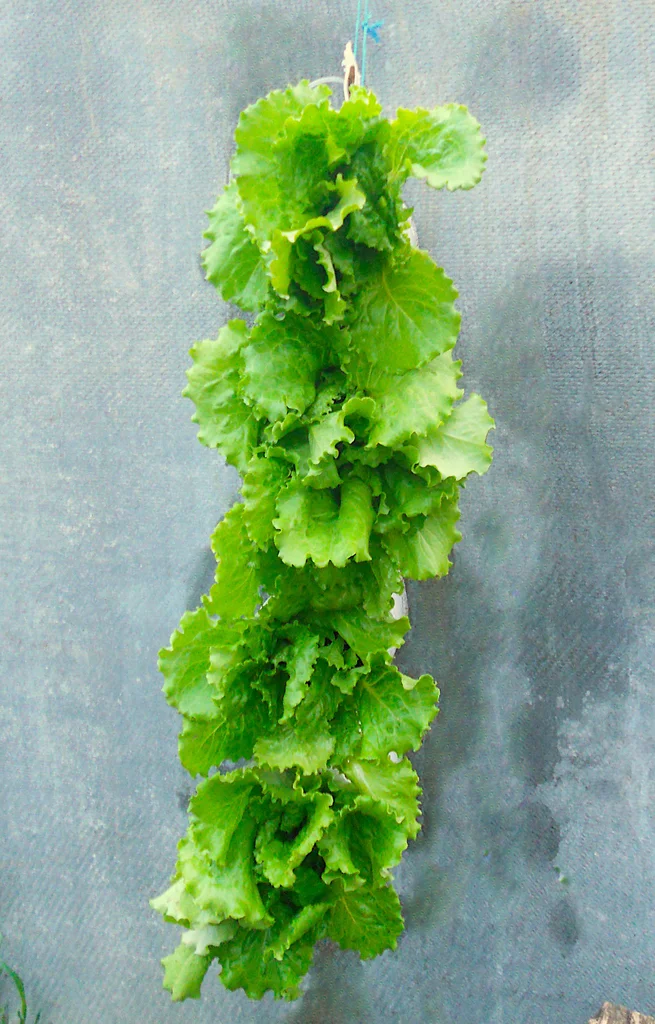 كيف تصنع حديقة عمودية من كيس البولي بروبيلين في 10 دقائق